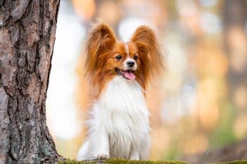 15 Smart Dog Breeds That Need Challenges