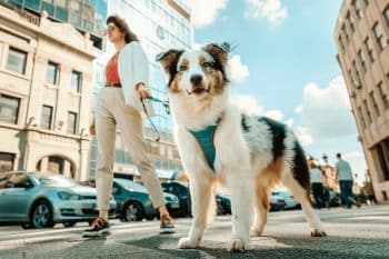 15 Loving Dog Breeds That Follow You Everywhere