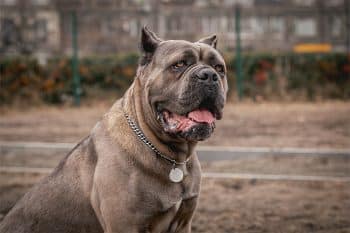 13 Vigilant Dog Breeds That Sense Danger