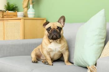 11 Calm Dog Breeds for Quiet Homes
