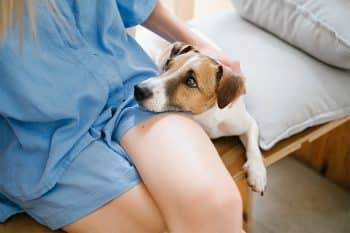 13 Facts That Show Just How Emotionally Intelligent Dogs Are