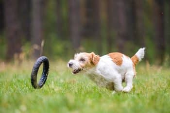 11 Playful Dog Breeds That Love To Chase