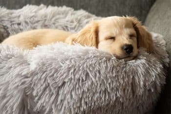 9 Snuggly Dog Breeds That Warm Beds Like A Champ