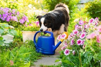 11 Smart Dog Breeds That Need Tasks