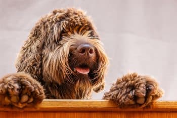 13 Hilarious Dog Breeds That Bring Endless Laughter