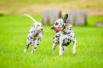 9 Playful Dog Breeds That Never Slow Down