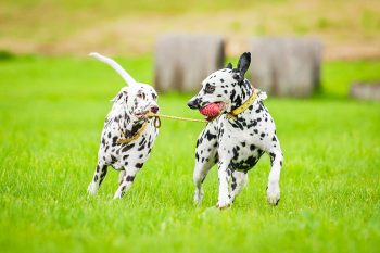 11 Energetic Dog Breeds That Never Tire of Fun