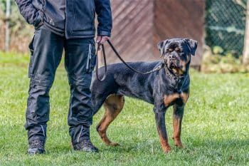 15 Alert Dog Breeds That Stay on Guard