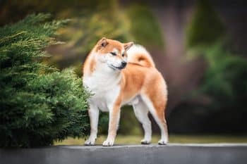 11 Distinguished Dog Breeds That Are Portrait-Perfect