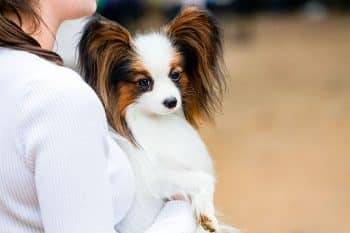 9 Dog Breeds So Eager They’ll Win You Over Instantly