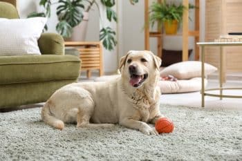 9 Brilliant Dog Breeds That Outsmart Their Toys