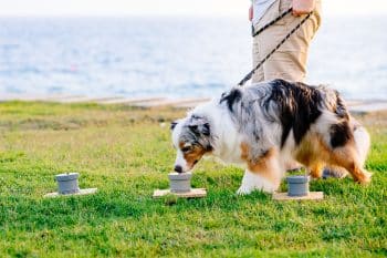 11 Smart Dog Breeds That Need Mental Games