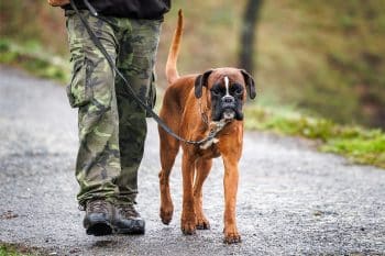 11 Loyal Dog Breeds You’ll Never Forget