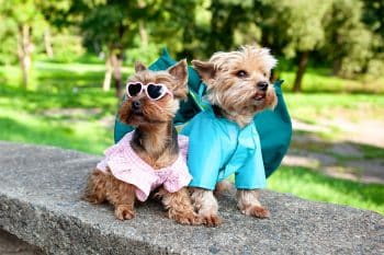 9 High-Fashion Dog Breeds That Could Rock a Runway