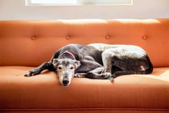 9 Calm Dog Breeds That Keep It Cool