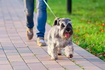 13 Reasons Dogs Wiggle When They Walk