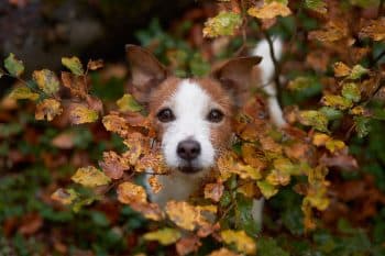 9 Curious Dog Breeds That Explore Every Corner