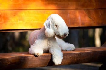 11 Whimsical Dog Breeds Straight Out Of A Storybook