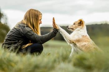 13 Smart Dog Breeds That Obey Instantly