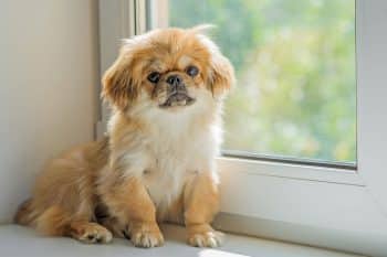 15 Calm Dog Breeds That Embrace Quiet