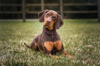 13 Reasons Dogs Tilt Their Heads