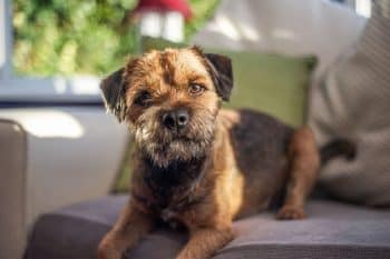 13 Brilliant Dog Breeds That Just Get It