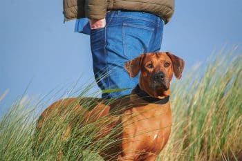 11 Dignified Dog Breeds That Command Respect