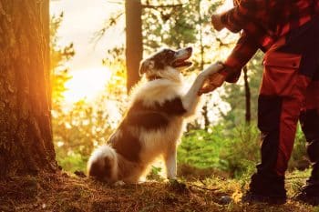 13 Gentle Dog Breeds That Love Big Adventures
