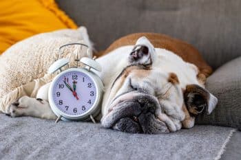 9 Chill Dog Breeds That Take Naps Seriously