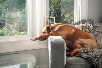 9 Reasons Dogs Sleep So Much