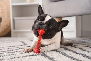 11 Carefree Dog Breeds That Live in the Moment