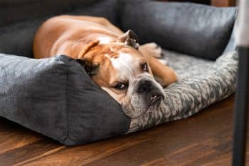 11 Chill Dog Breeds For Laid-Back People