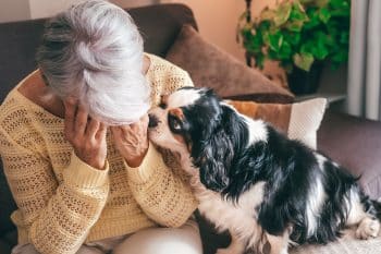 13 Attentive Dog Breeds That Pick Up Every Emotion