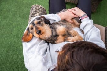 9 Best Dog Breeds For Emotional Comfort