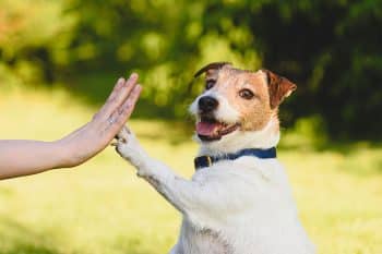 15 Perky Dog Breeds That Brighten the Gloomiest Days
