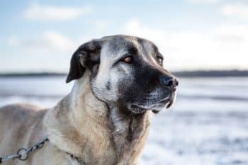 11 Rugged Dog Breeds That Are Tough As Nails