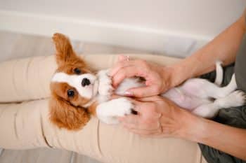 9 Cuddly Dog Breeds That Love To Snuggle