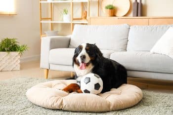 11 Quiet Dog Breeds Who Love A Calm Home