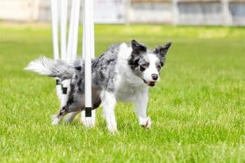 9 Vibrant Dog Breeds That Can’t Wait To Run