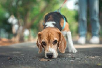 9 Ways Dogs Try To Solve Problems