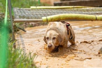 15 Dog Breeds Built for Mud, Mountains, and Mayhem