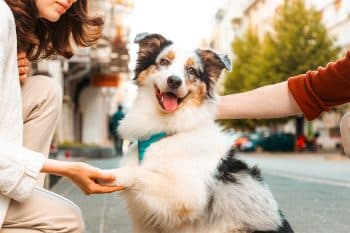 15 Friendly Dog Breeds That Absolutely Love Everyone