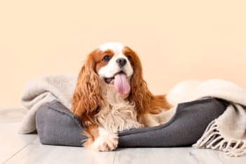 15 Laid-Back Dog Breeds That Prefer The Couch Over Fetch