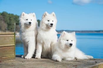 9 Dazzling Dog Breeds That Stand Out Everywhere