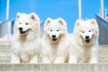 15 Top Dog Breeds That Steal Hearts Instantly