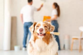 These 11 Smart Dog Breeds Can’t Sit Still Without a Job