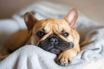 11 Quiet Dog Breeds That Soothe The Soul