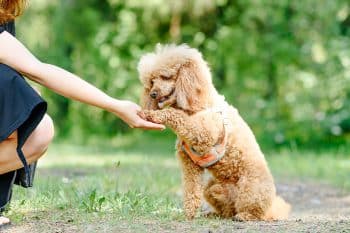 11 Smart Dog Breeds That Learn in a Snap