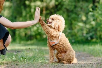 11 Ways Dogs Communicate What They Need Without Barking