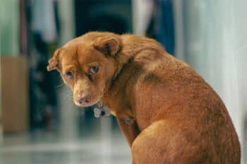 11 Signs Your Dog Feels Left Out